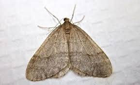 Moths Removal Treatment
