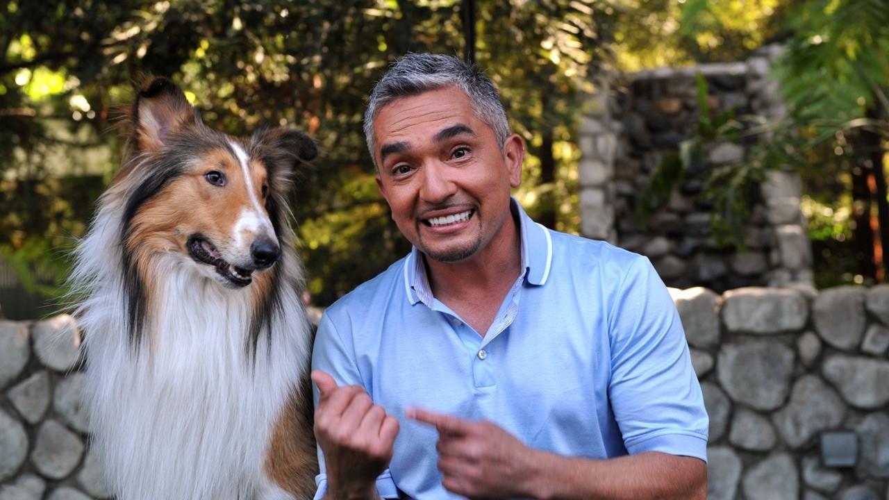 dog whisperer
