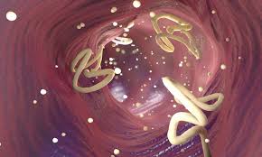 Parasite infections
