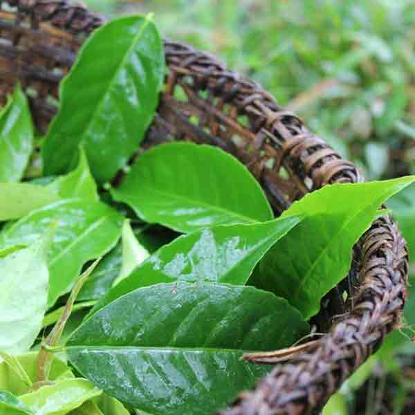 guayuas tea