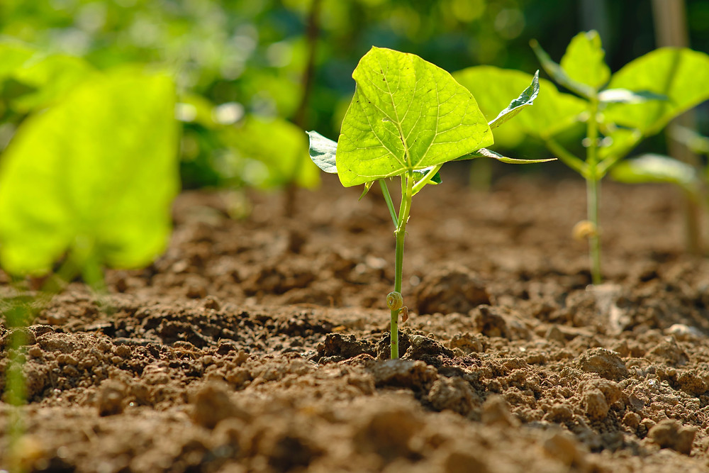 Plant Consideration