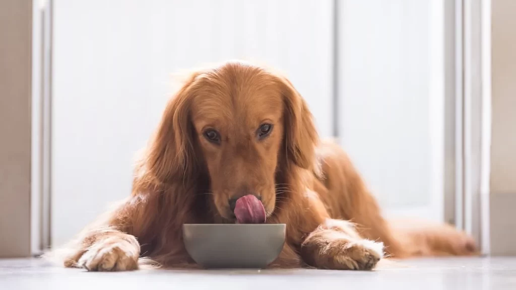 best food for puppies
